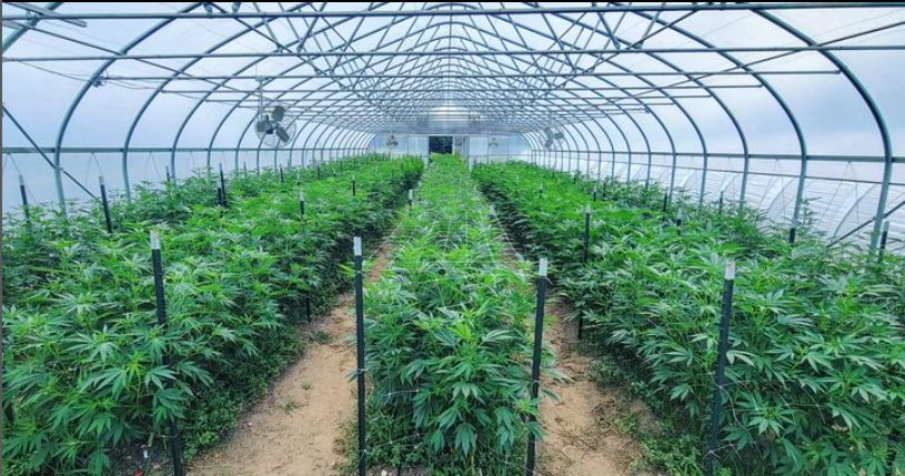 NYS CANNA FARMS TOUR @ GOLDFINCH FLORA&nbsp;FARMS